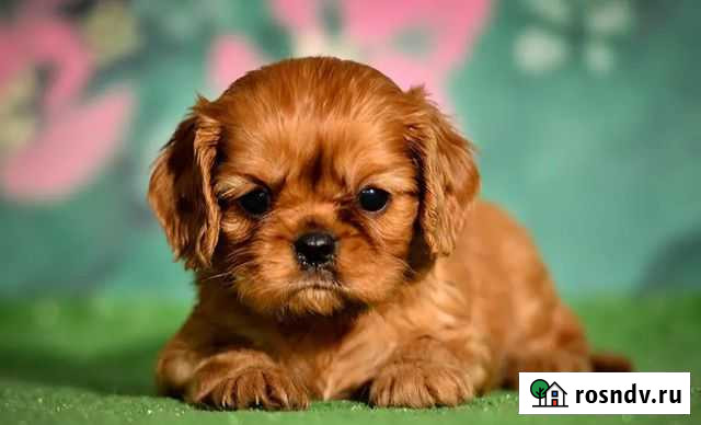 Девочка кавалерочка Санкт-Петербург - изображение 1