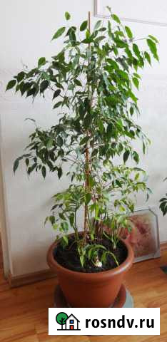Красивое комнатное растение - Фикус Самара - изображение 1