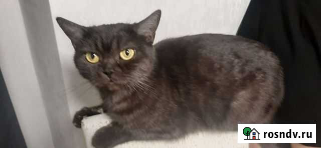 Кошка в добрые руки Ижевск - изображение 1