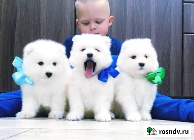 Самоеды белоснежные ангелочки для вас Новосибирск - изображение 1