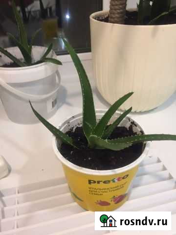 Алоэ Владимир - изображение 1