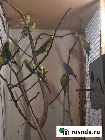 Попугаи Кизляр - изображение 1