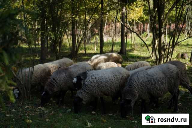 Баран И овцы Ивантеевка - изображение 1