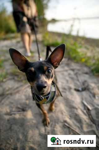 Русский той-терьер вязка Челябинск - изображение 1