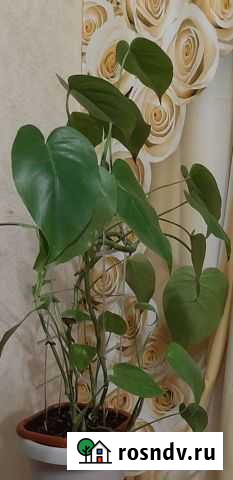 Монстера, филодендрон отростки Волгоград - изображение 1