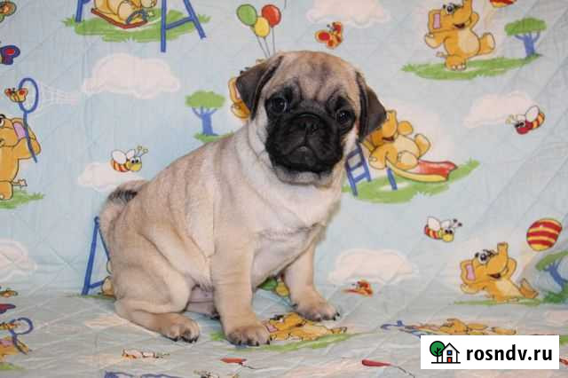 Продаются щеночки мопсики Сочи - изображение 1