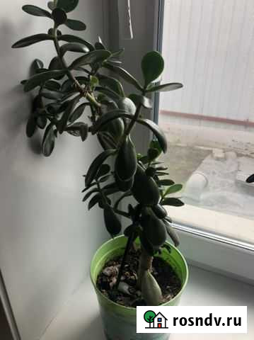 Толстянка Хабаровск - изображение 1