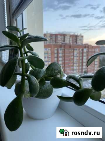 Крассула толстянка (денежное дерево) Тюмень - изображение 1