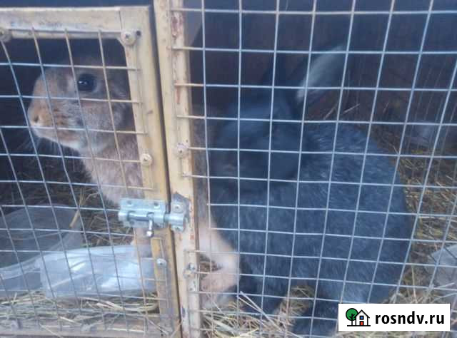 Кролики Стародуб - изображение 1