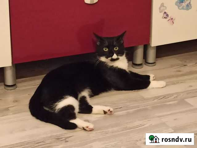 Нилс.7 мес. Молодой маркизик котик в хорошие руки Санкт-Петербург - изображение 1