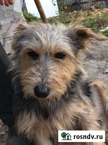 Собака Воронеж - изображение 1