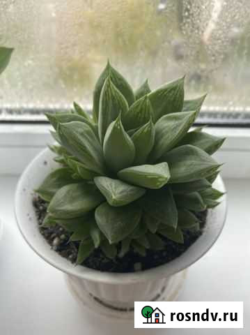 Хавортия Кострома - изображение 1