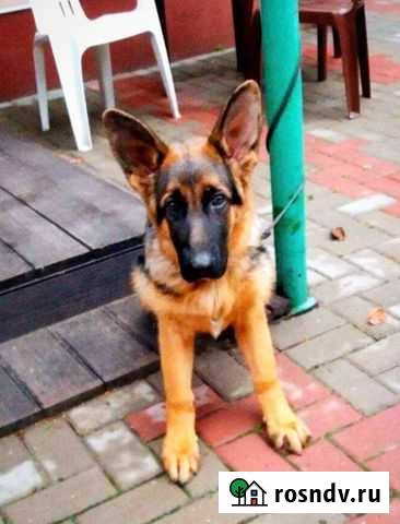 Немецкая овчарка Старый Оскол - изображение 1