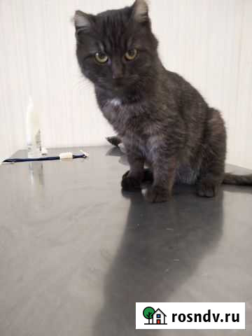 Девочка в добрые руки. 9 месяцев Белгород - изображение 1