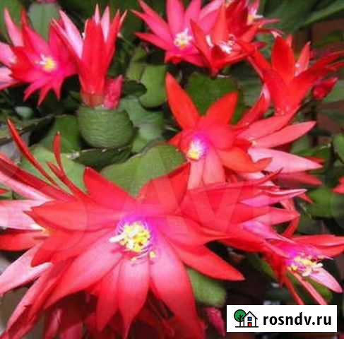 Декабрист Новосибирск - изображение 1