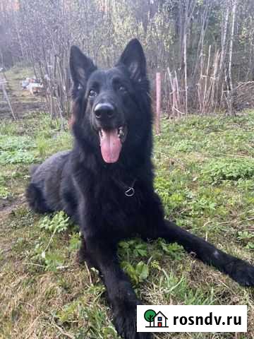 Черная немецкая овчарка Ижевск - изображение 1