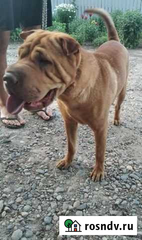 Собака Березанская - изображение 1