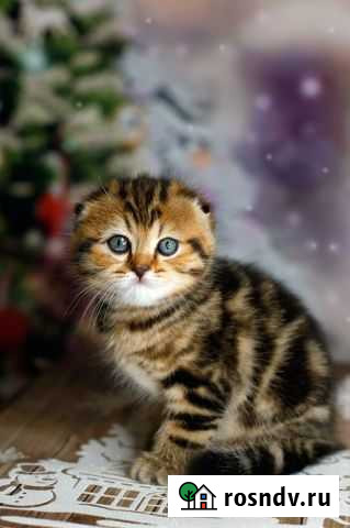 Шотландские вислоухие котята Химки - изображение 1