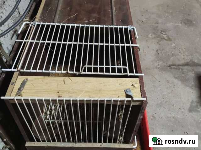 Клетка большая для кроликов Чистополь - изображение 1