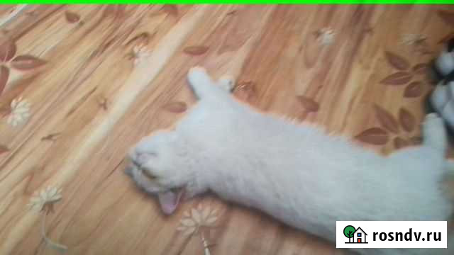 Кошка безпородная кипенно белая Астрахань - изображение 1