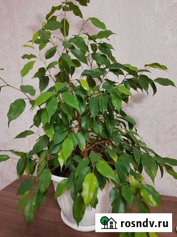 Бенджамина Зеленчукская - изображение 1