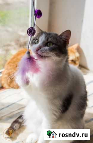 Скромная кошечка Дея мечтает о своем доме Ярославль - изображение 1