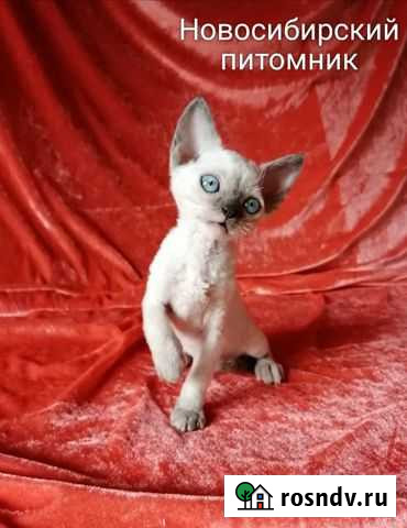 Девонята wcf Пермь - изображение 1