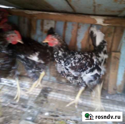 Петухи Пелагиада - изображение 1