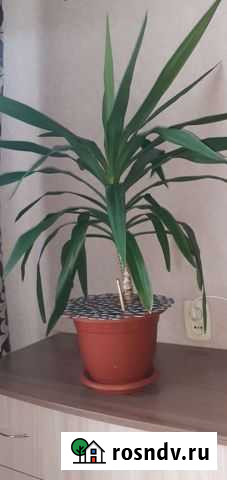 Юкка Буй - изображение 1