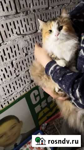 Кошки Калининград - изображение 1