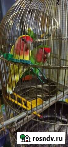 Попугай неразлучники Армавир - изображение 1