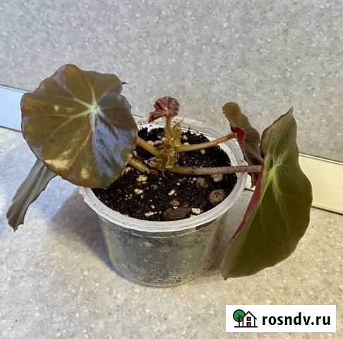 Бегония Фиста Нижний Новгород - изображение 1
