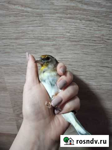 Гибрид щегла и зеленушки Калуга - изображение 1