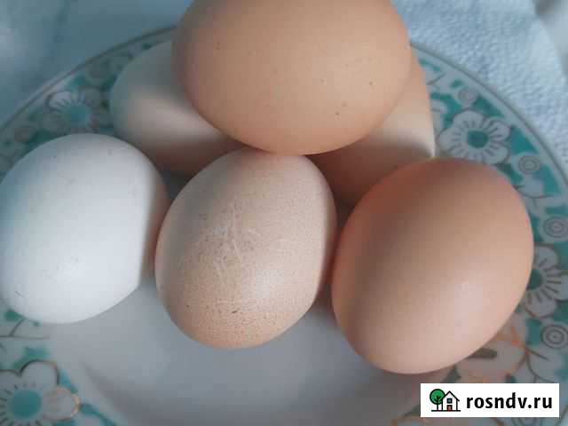 Домашние куриные яица Анапская - изображение 1