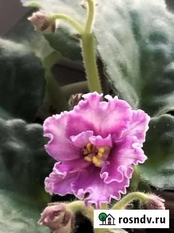 Фиалка Ростов-на-Дону - изображение 1