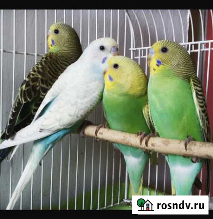 Продажа попугаев Каменск-Шахтинский - изображение 1