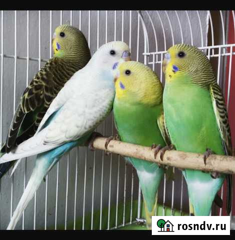 Продажа попугаев Каменск-Шахтинский - изображение 1