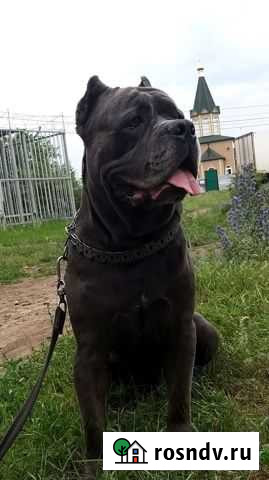 Кане Корсо вязка Шахты - изображение 1