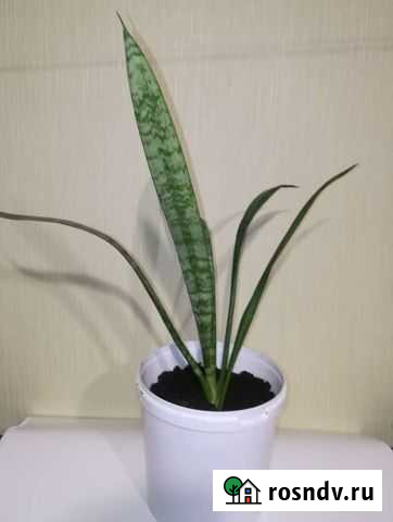 Комнатные цветы Сансевиерия Калуга - изображение 1