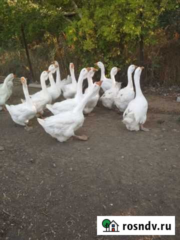 Гуси Холмогорские Зимовники - изображение 1