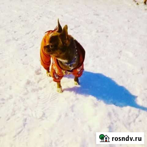 Передержка Ярославль - изображение 1