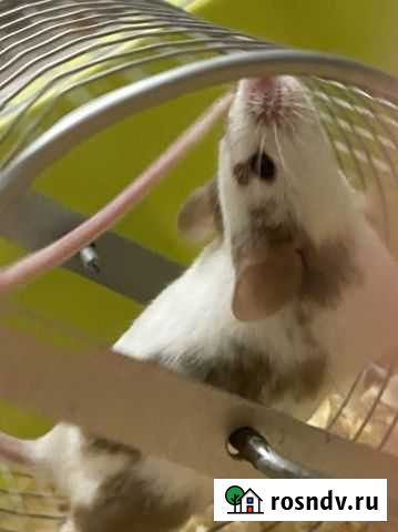 Отдам даром мышек Химки - изображение 1