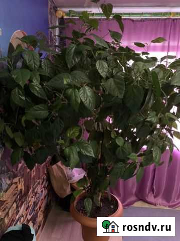 Роза Иркутск - изображение 1