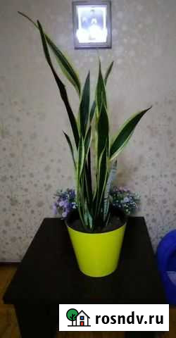 Сансевиерия Лаурентисортовая Ростов-на-Дону - изображение 1