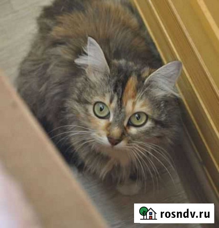 Кошка Луна из приюта Калуга - изображение 1
