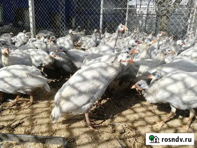 Цесарка голубая Брюховецкая - изображение 1