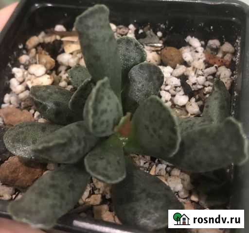 Адромискус (суккулент) Кострома - изображение 1