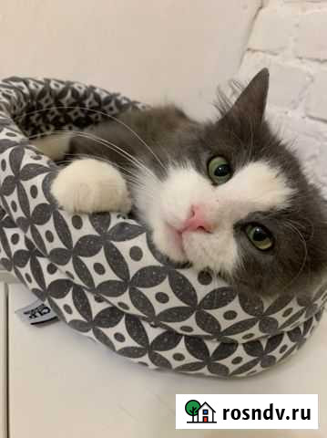 Кошечка Яся Санкт-Петербург - изображение 1