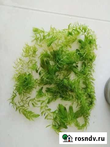 Аквариумные рыбки и растения Саранск - изображение 1