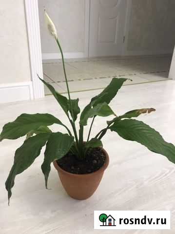 Спатифиллум Казань - изображение 1